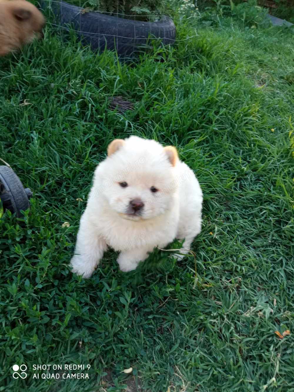 Băieți chow chow  Băieți chow chow