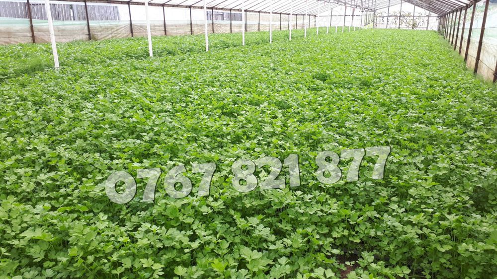 Patrunjel de frunza de vanzare la snop de 10 legaturi 2026