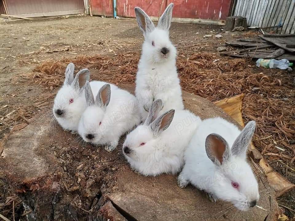 Vând iepuri californieni 