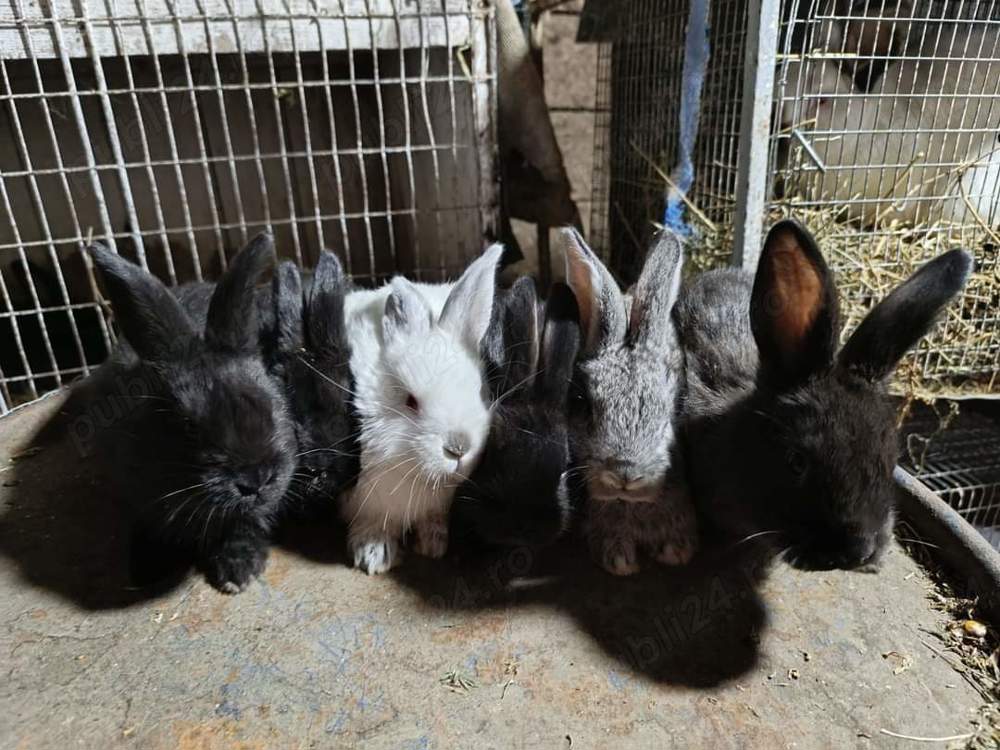 Vând iepuri hycole francezi 