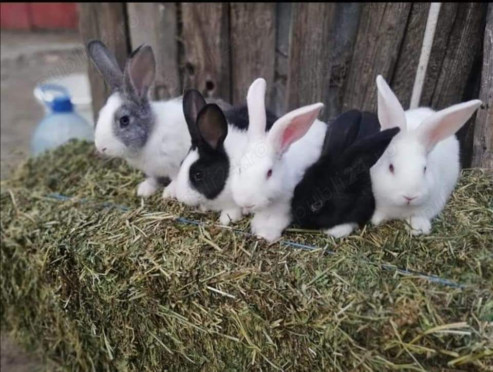 Vând iepuri cadoul ideal de Paște 