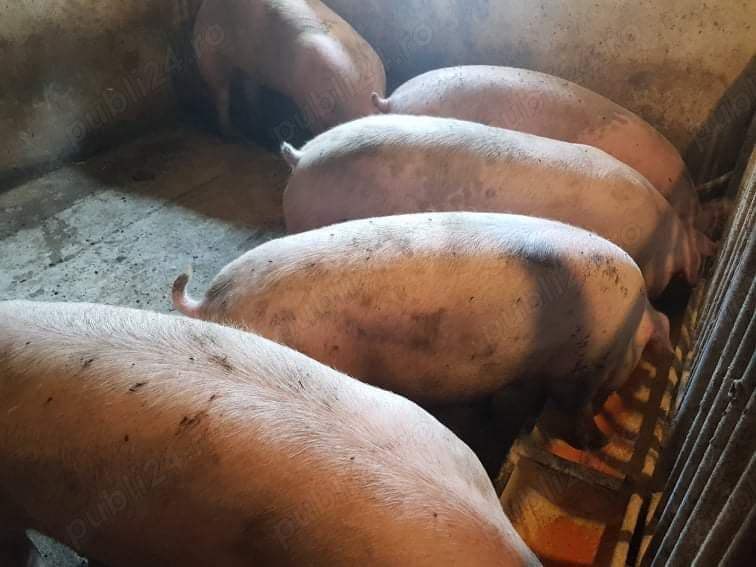 Porci de tăiat 100-160kg Pic 