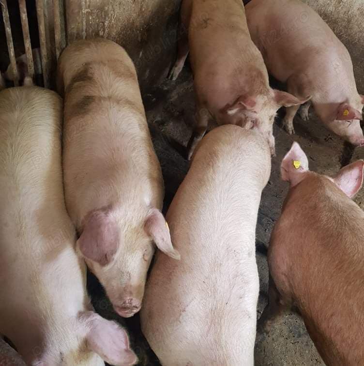 Porci de Carne 100-300kg