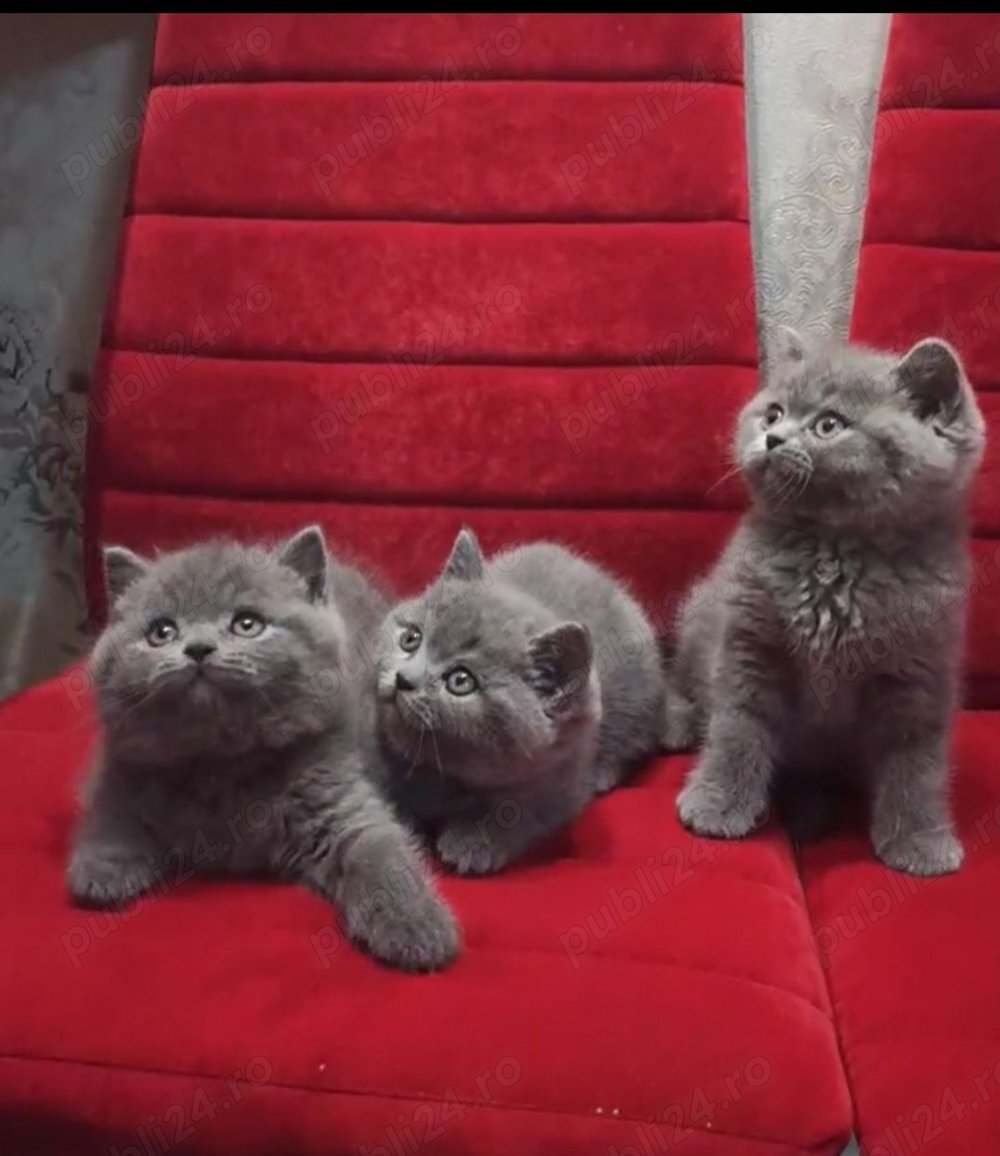 British shorthair blue
