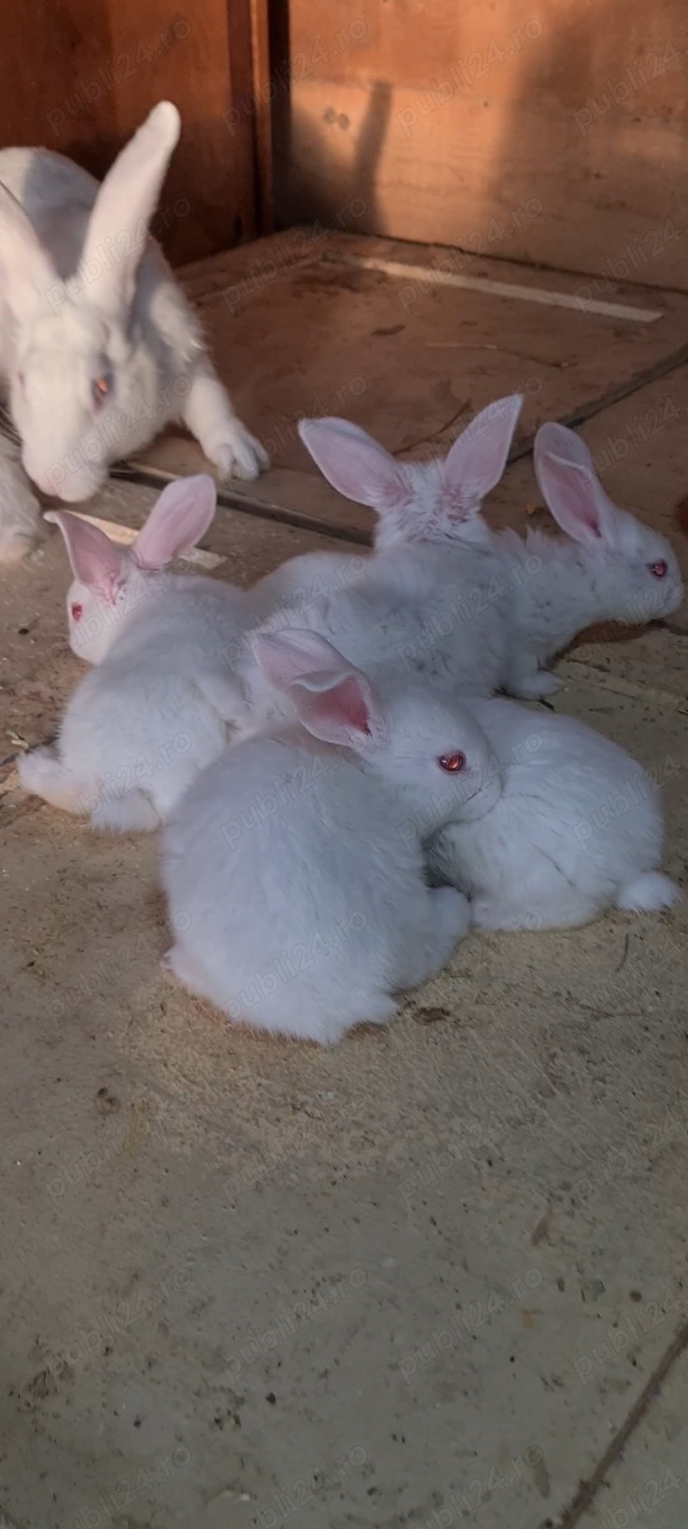 iepuri din diferite rase