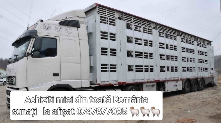 Achiziti miei din toată România Achiziti miei din toată România