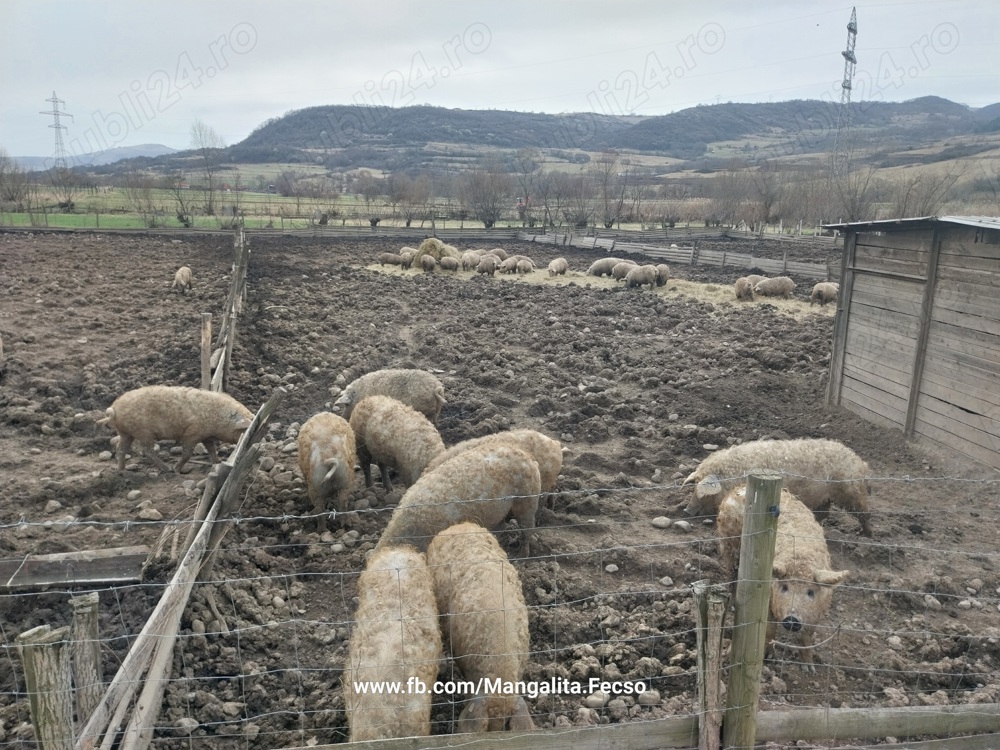 Scrofite de mangalita,  cu Pedigree,  varietatea blonda  Scrofite de mangalita,  cu Pedigree,  varietatea blonda