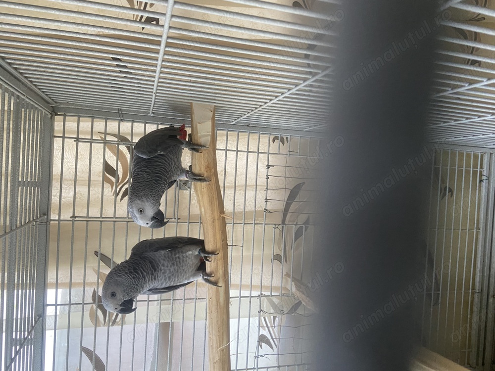 Papagali african grey