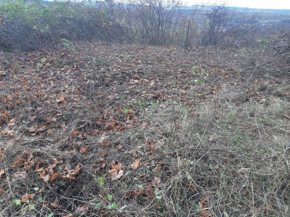 Curățare Defrisare strat vegetativ de pe teren