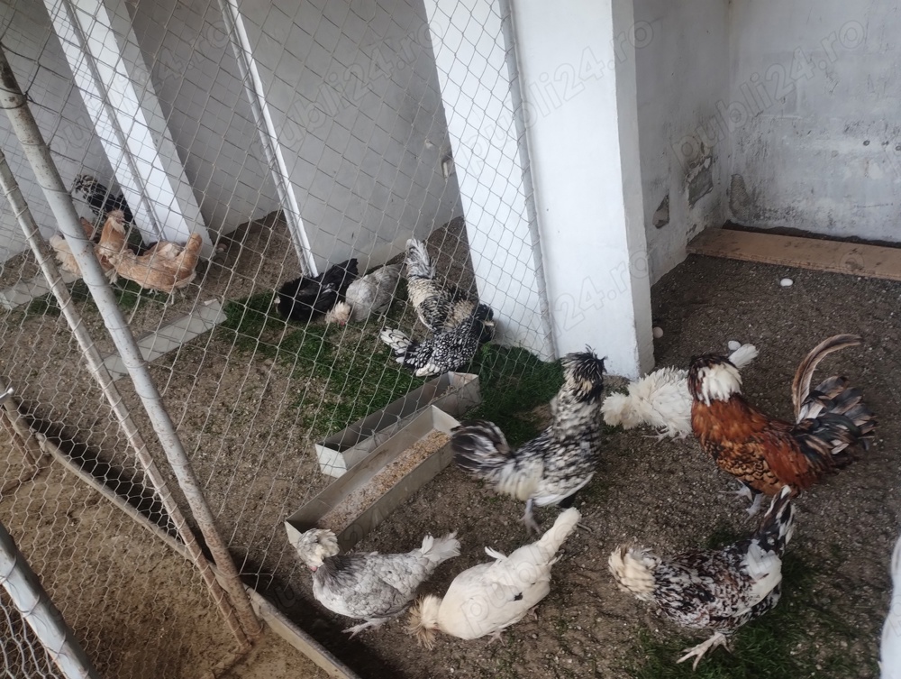 găini de rasă 