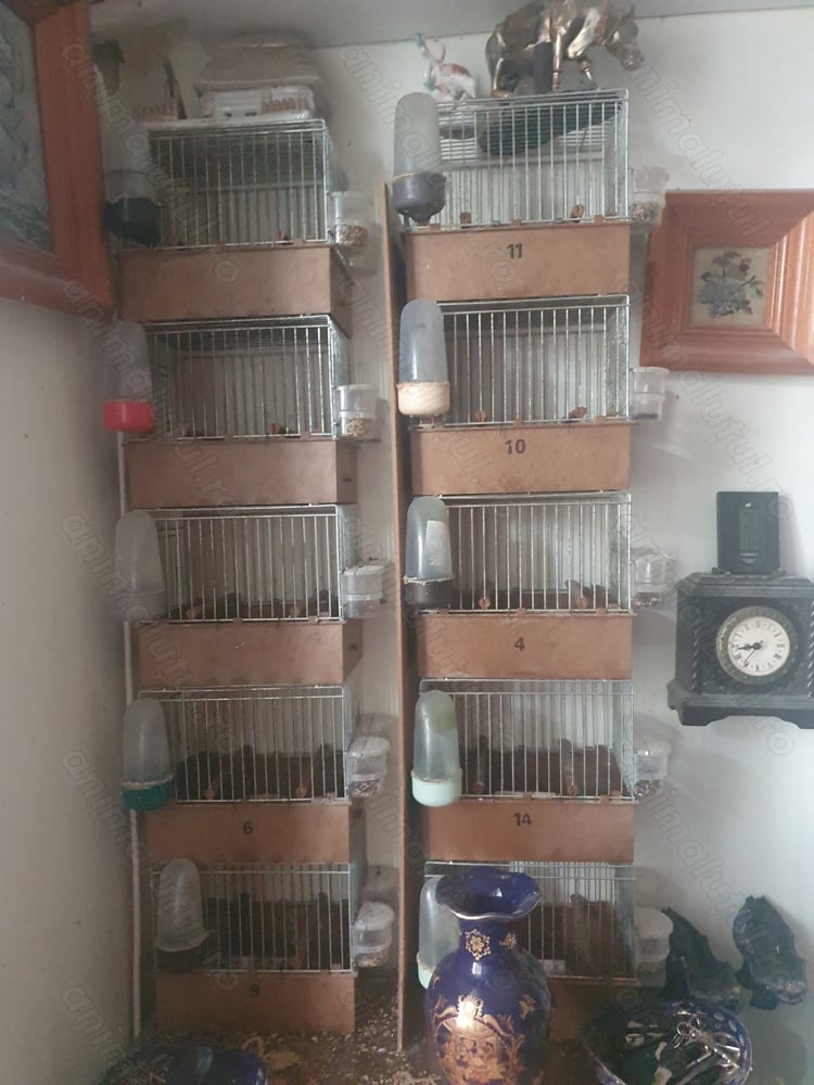 Vand custi cantator iasi