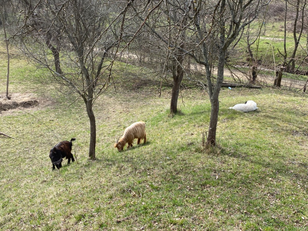 Vând loc ideal de cabană Romosel, 4,700mp, la drum, preț negociabil