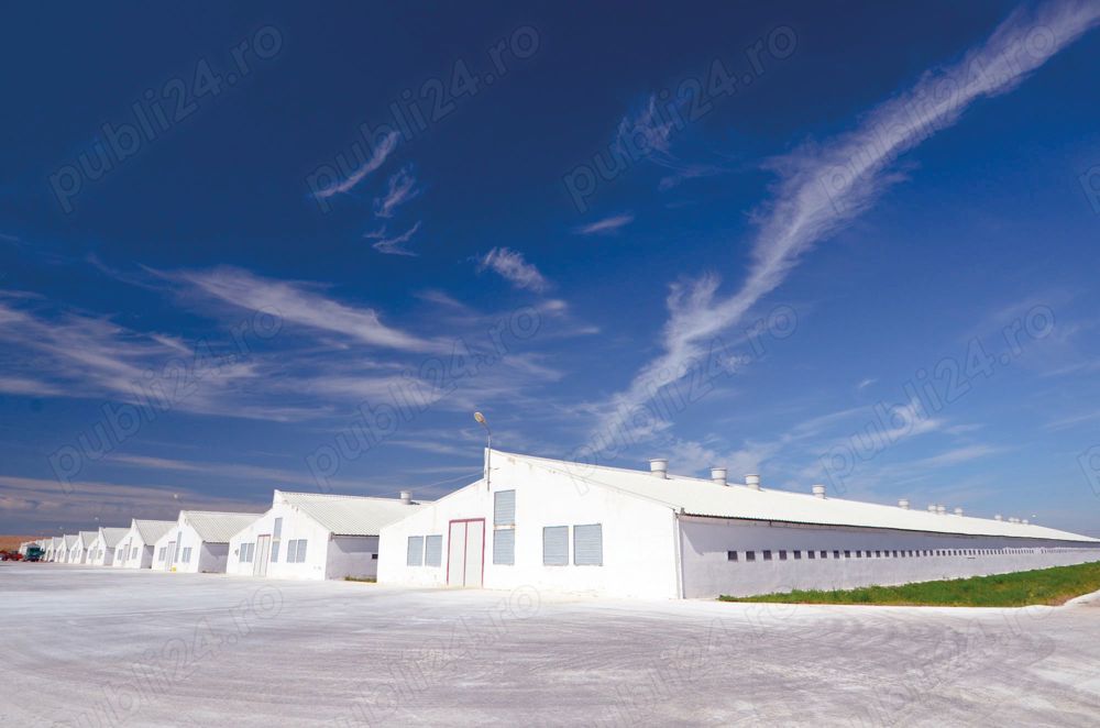 Zidar în Hălchiu, județul Brașov