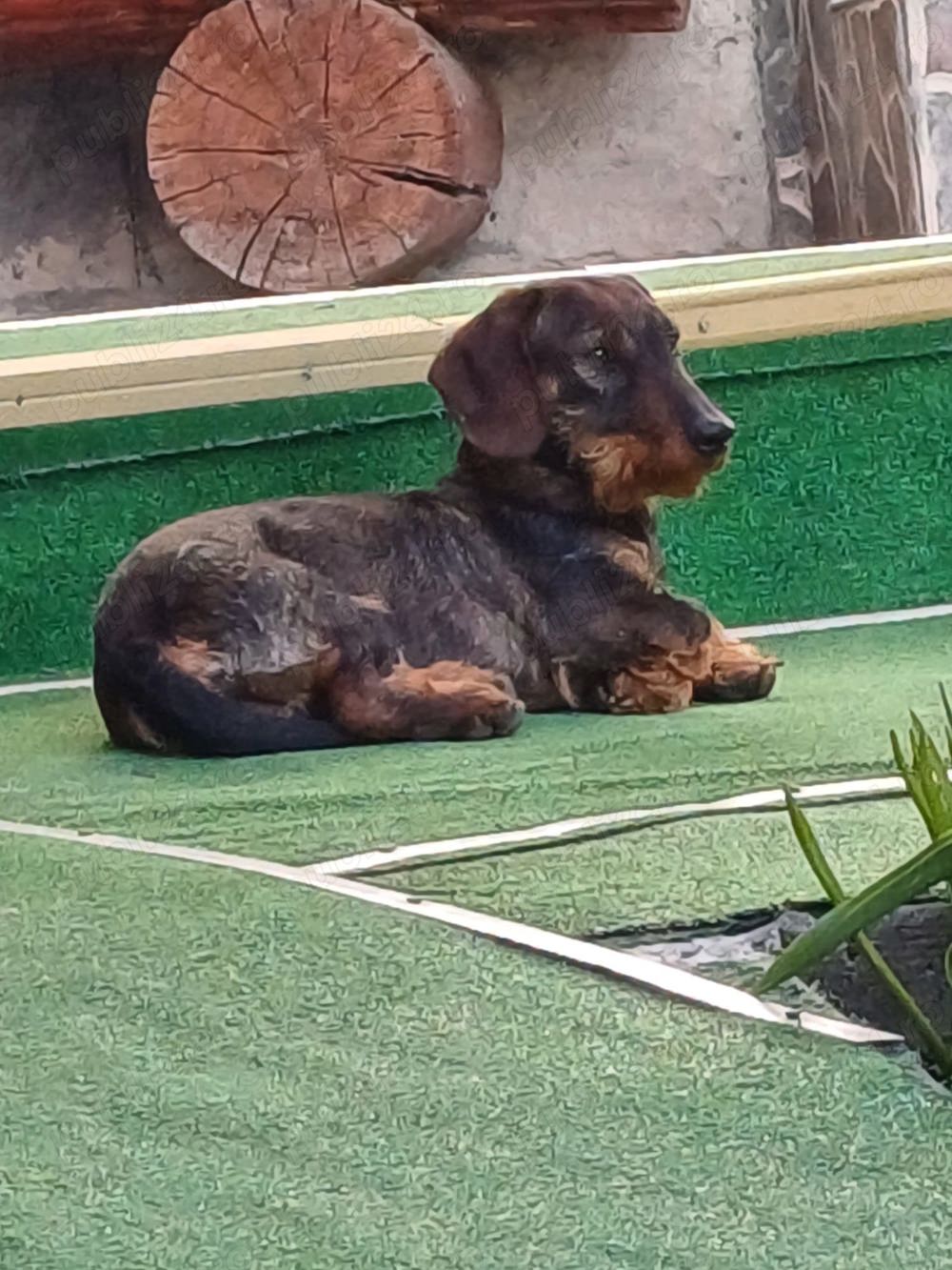 Ciini Teckel sarmosi