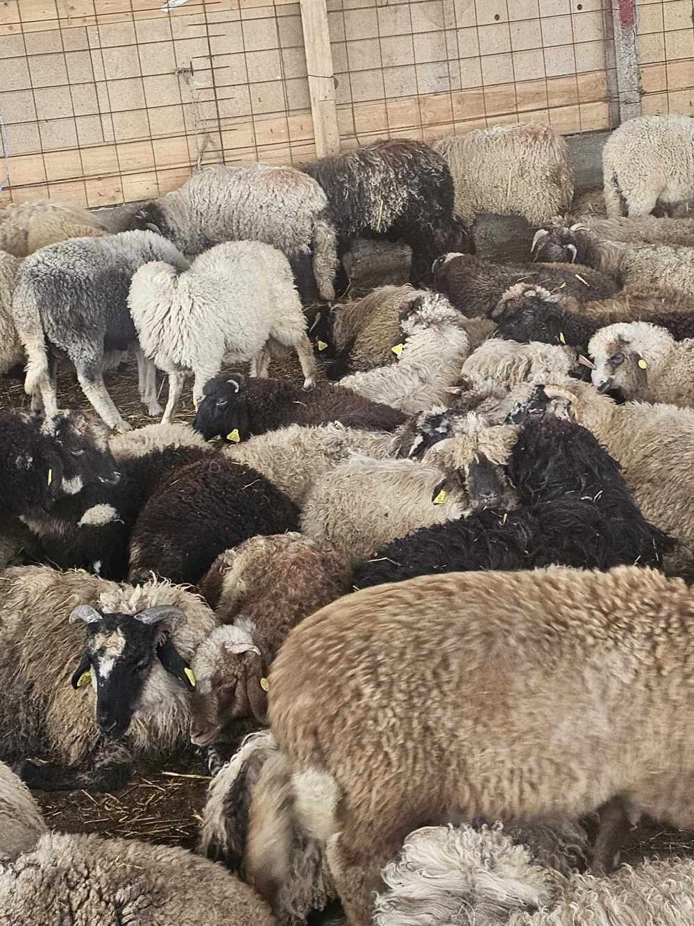 Achiziti miei din toată România