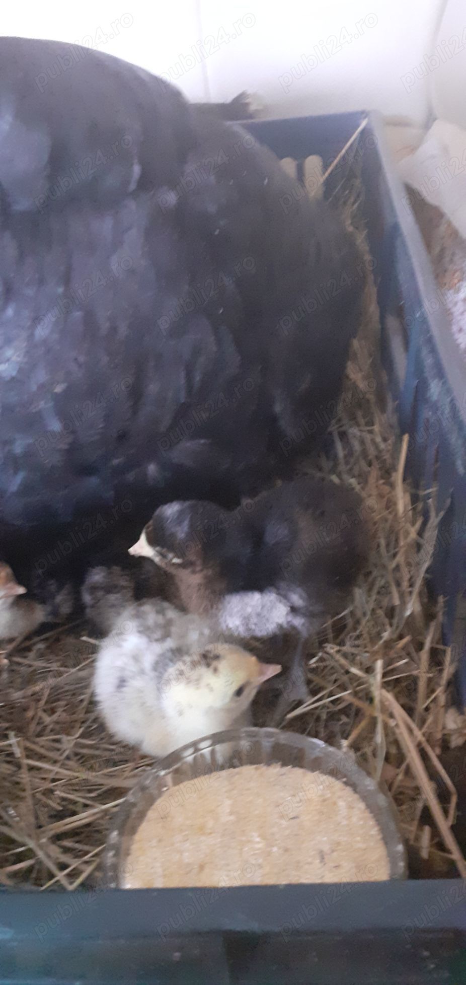 Vând găini crescute bio și ouă en-gros. 