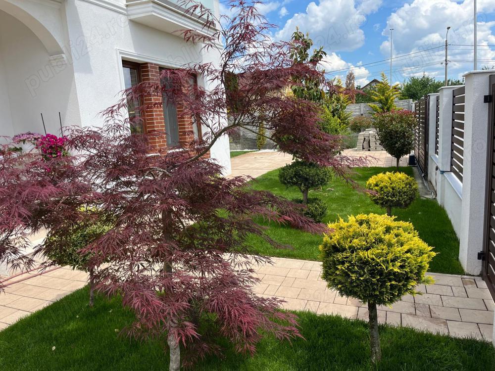 Consultata, amenajare si intretinere completa a spatilor verzii 