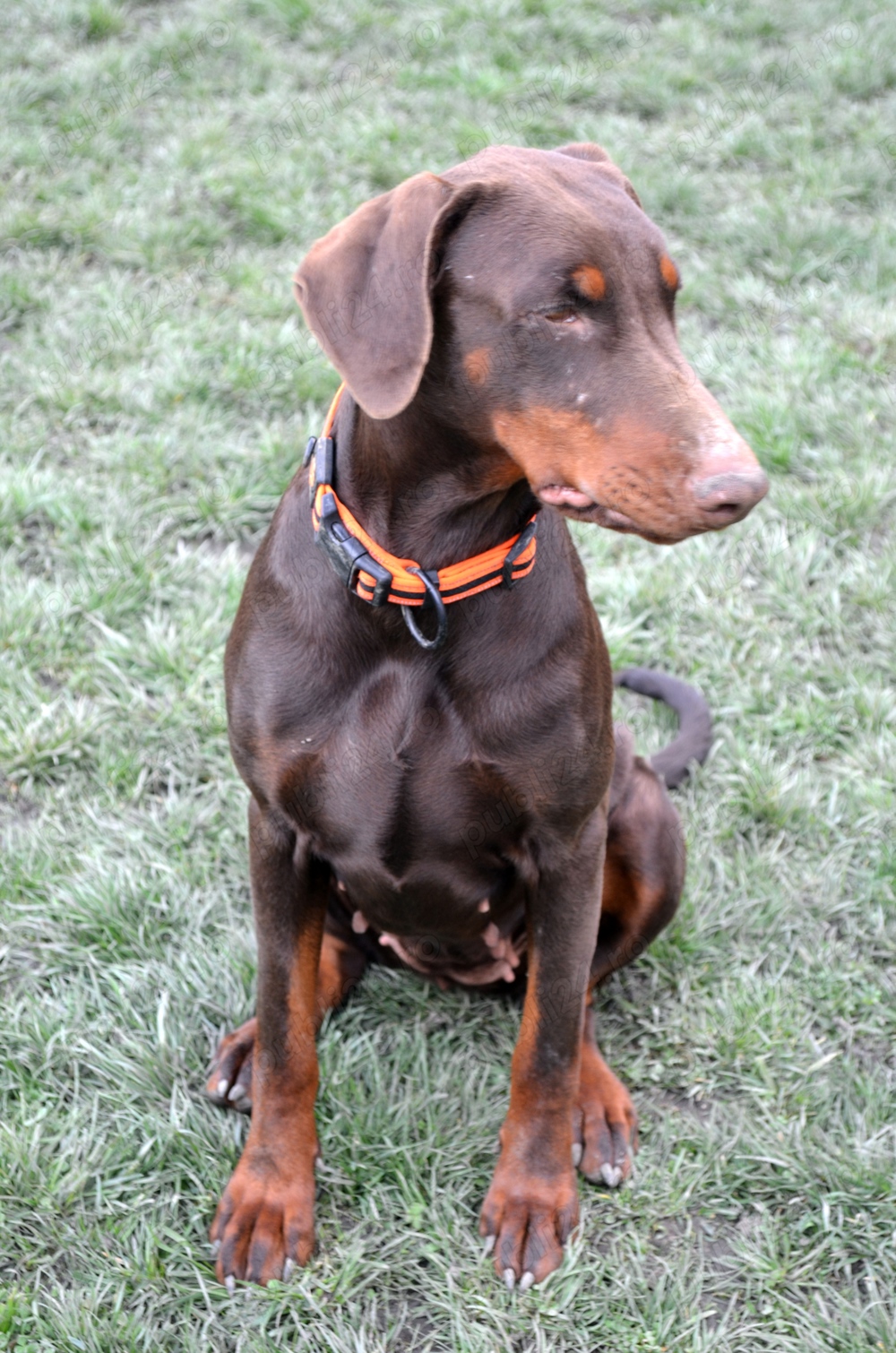 Femelă Doberman maro