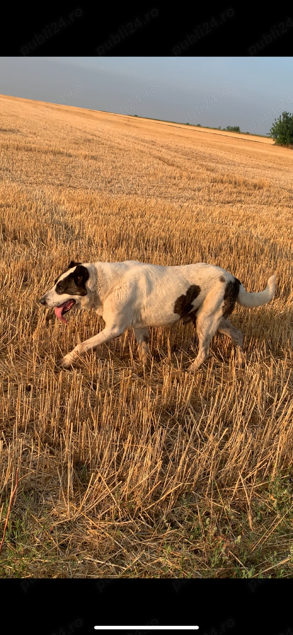 fiica Padisah nepoată Pirat 