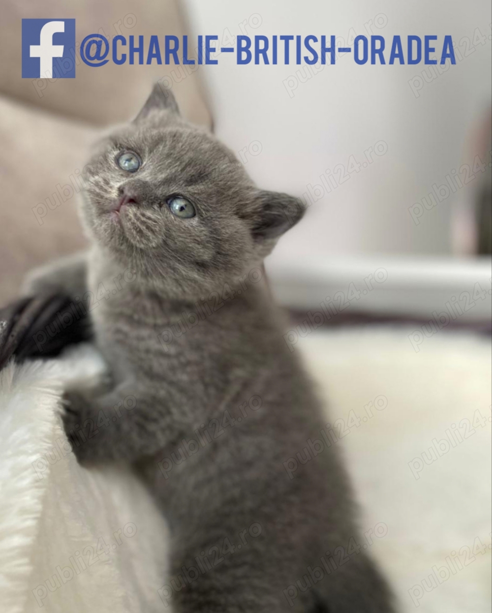 pui băiețel BRITISH  * de la crescator ORADEA 