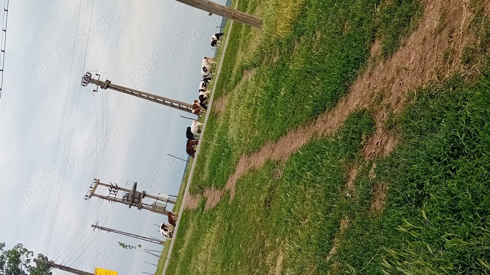 personal pentru intretinere vaci