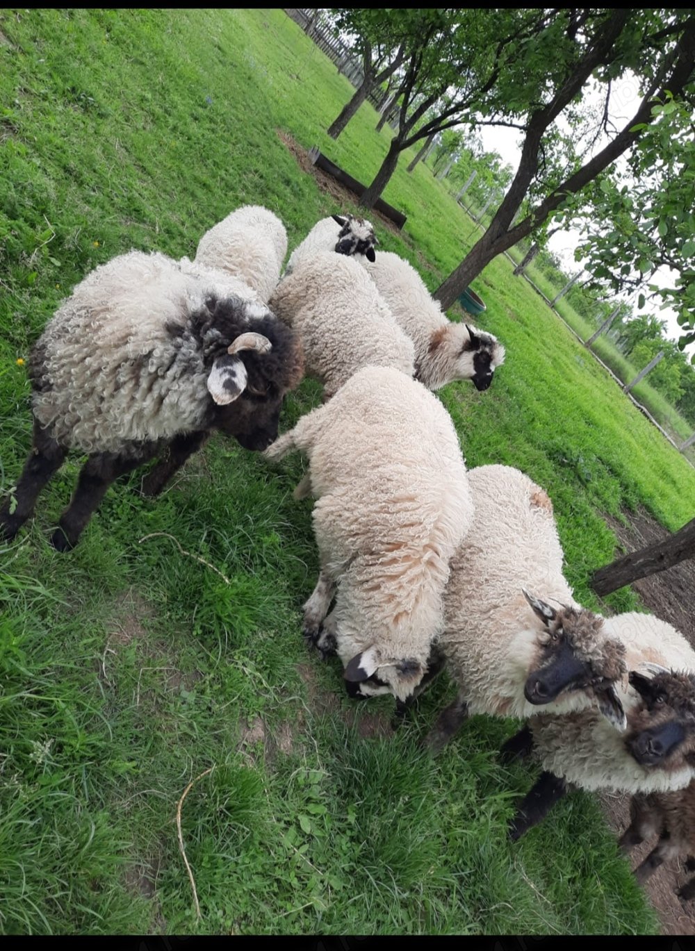 Vând oi tinere Targu Jiu - Animale - Publi24.ro