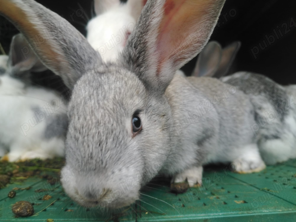 Iepuri de vanzare Iepuri de vanzare