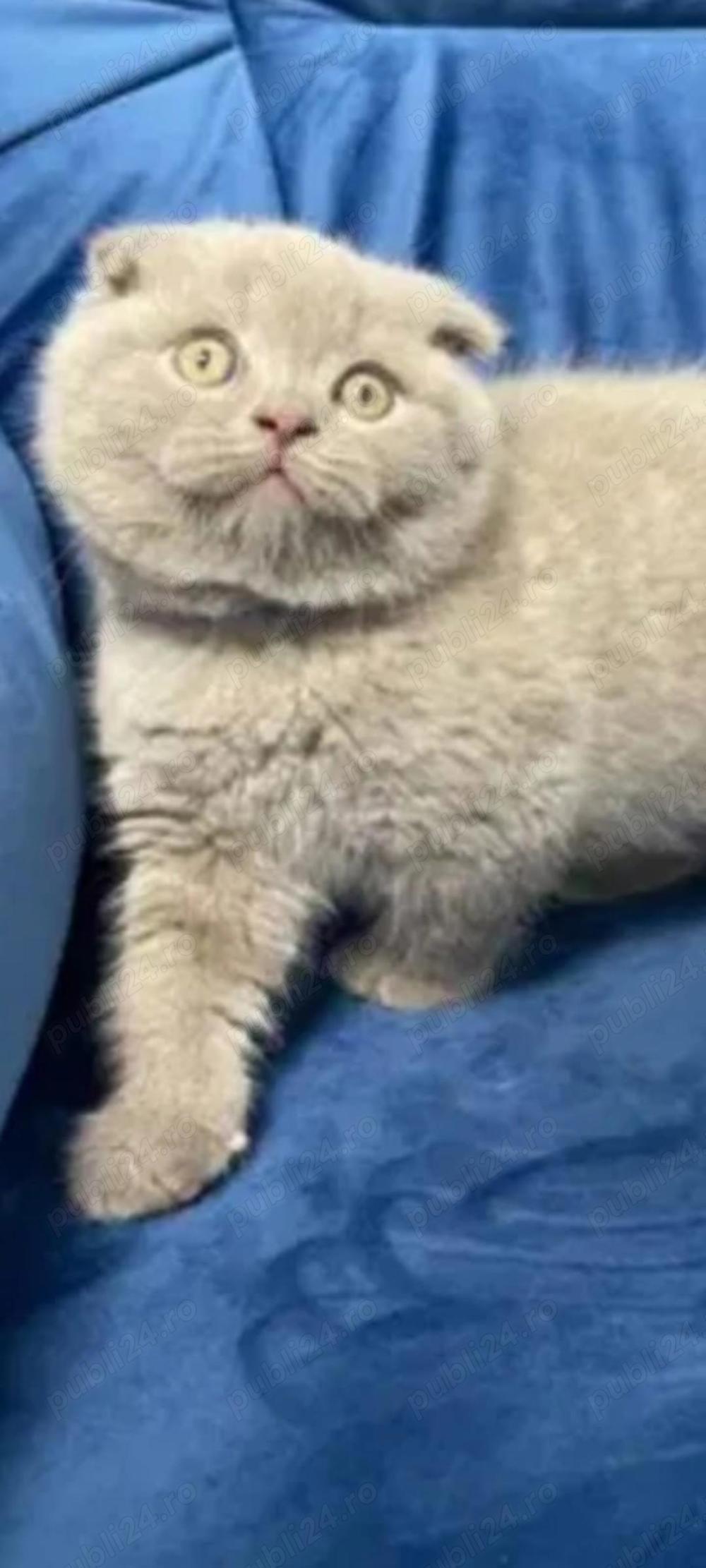 Pisoi scottish fold lila