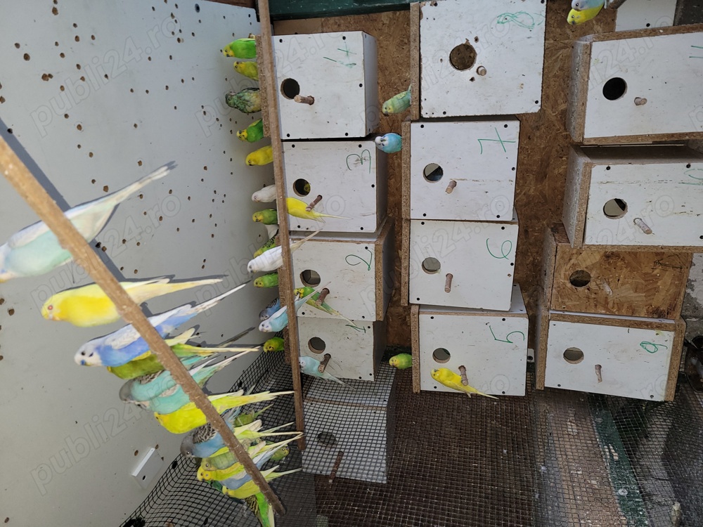 Papagali peruși Papagali peruși