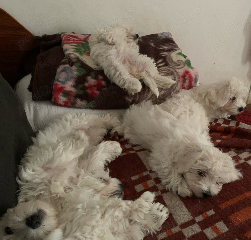 vand catelusi bichon maltez italian vand catelusi bichon maltez italian
