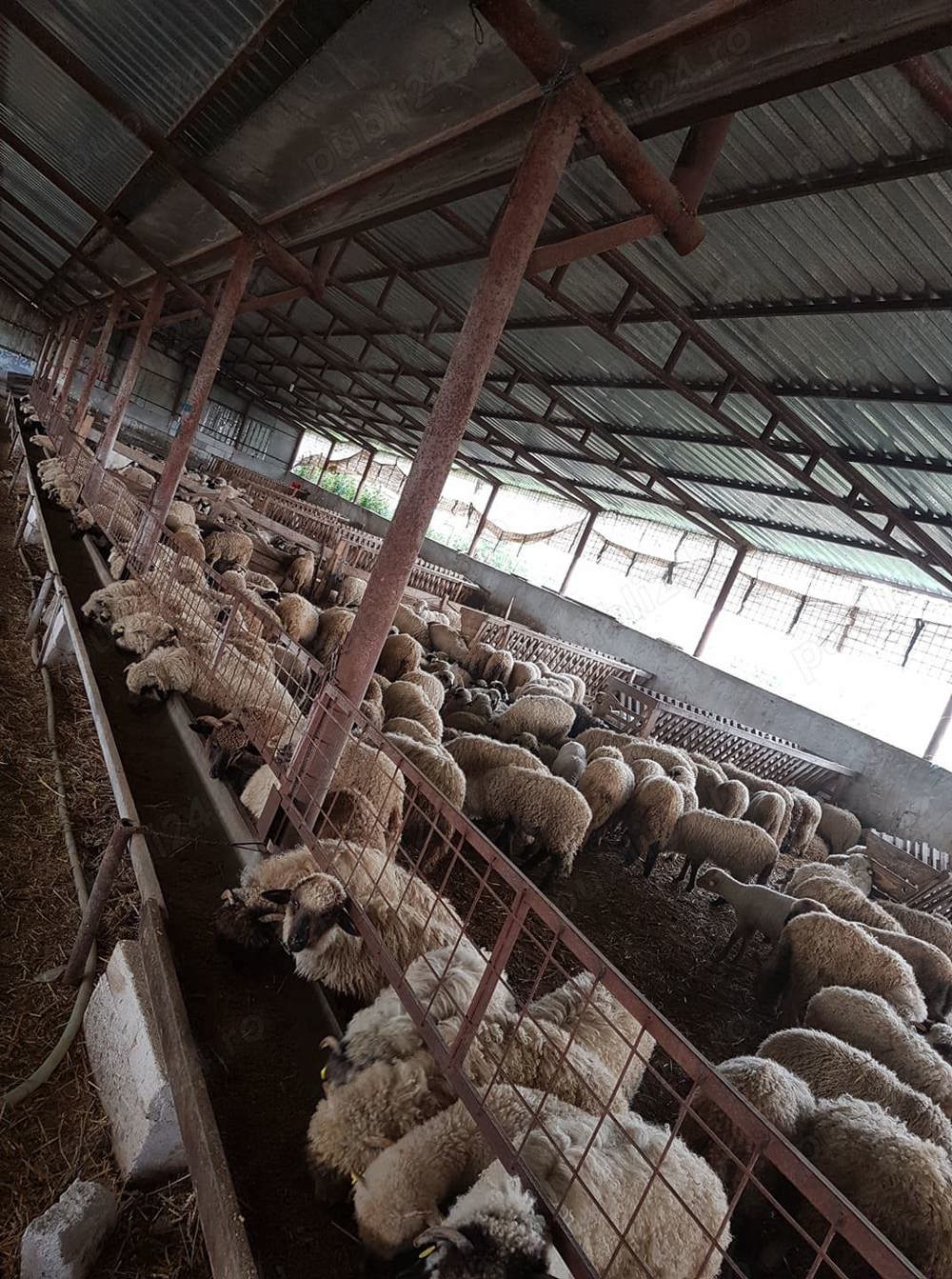 Achiziționăm miei din toată România  Achiziționăm miei din toată România