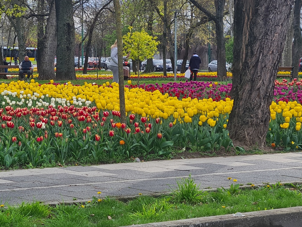 Cautam Vânzătoare  La flori 