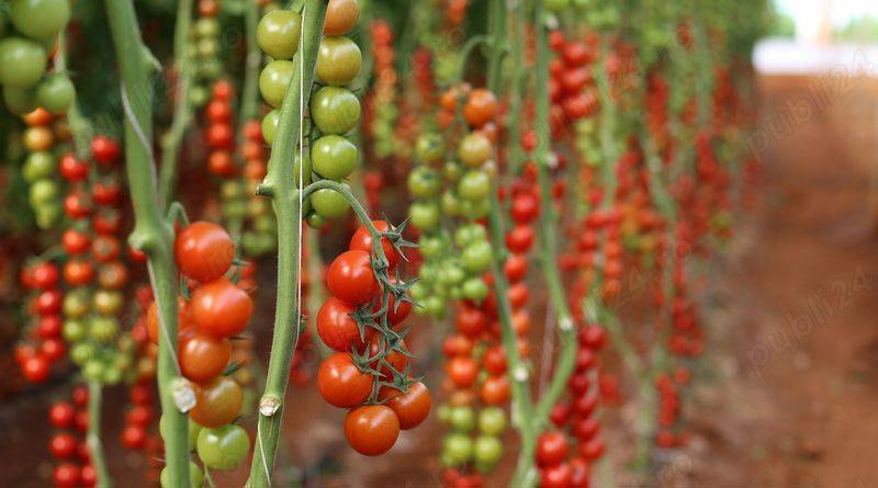 Agricultura-Germania 2025