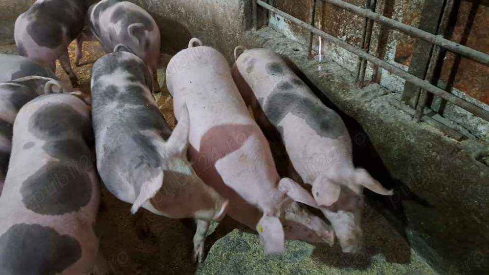 Porci Pietrain Porci Pietrain