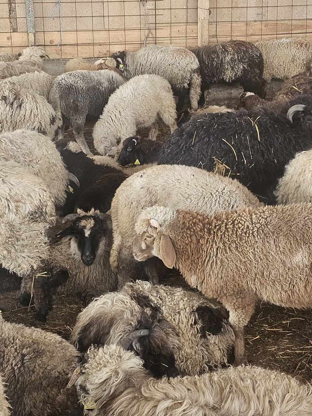 achiziti miei din toată România 