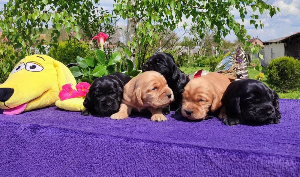 Vand pui cocker coker spaniel spaniol  american 