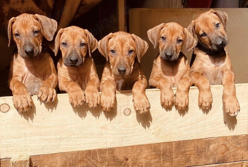 Vand pui rhodesian ridgeback Vand pui rhodesian ridgeback