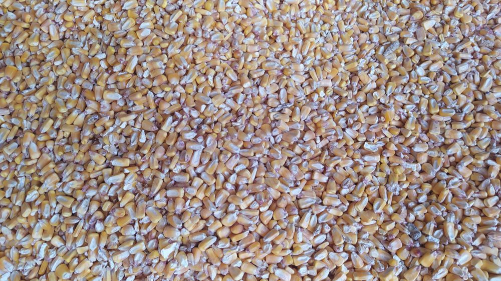 PORUMB IRIGAT, boabe, vărsat sau la sac, 2024, 1.4 lei kg negociabil, 18 Tone, sat Sahateni, BZ