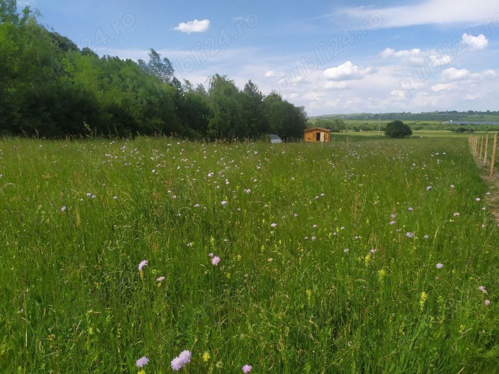 Teren de vanzare la marginea pădurii, aproape de Săliște, jud Sibiu