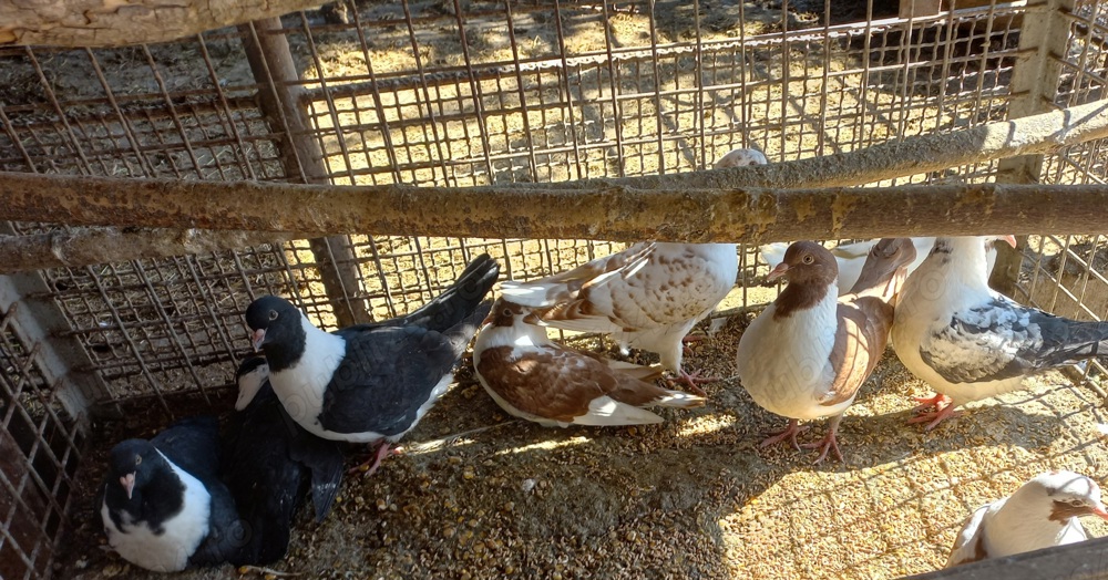 Vând pui porumbei găinari.