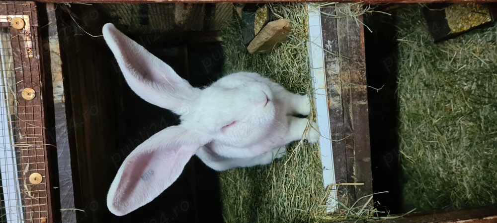 Vând iepuri Uriaș German alb