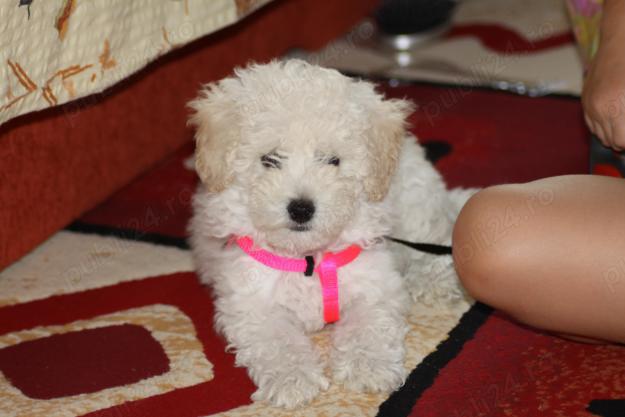 Super ofertă! 1500lei Căței Caniche Pudel Barboncino disponibili imediat rasă pură.Asigur transport!