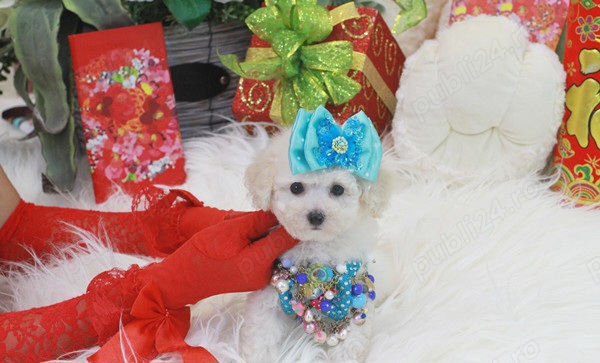 OFERTĂ ! Barboncino 1500 lei