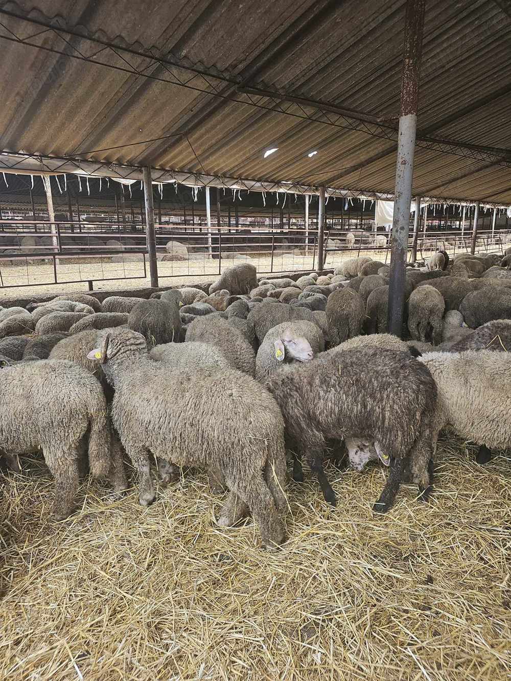 achiziti miei din toată România 