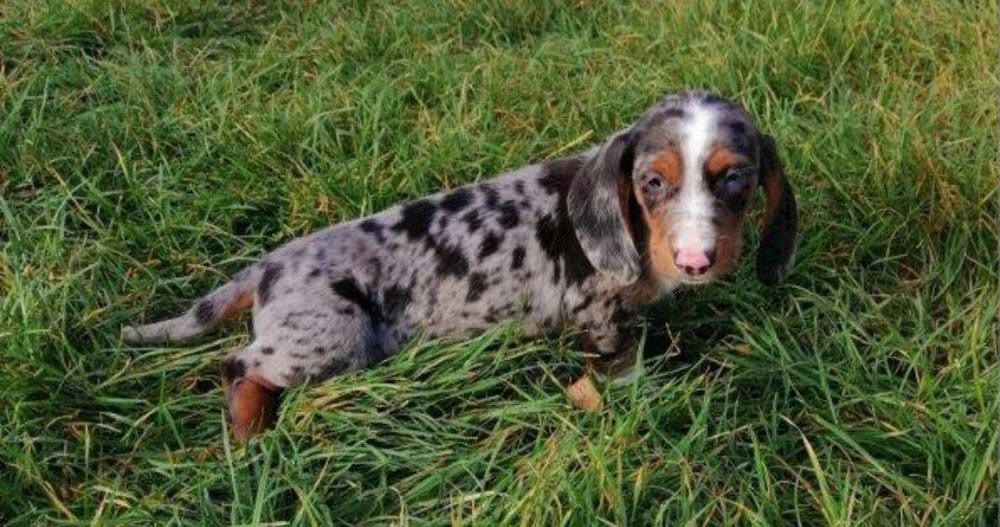 Pui din rasa teckel tekel techel piebald 