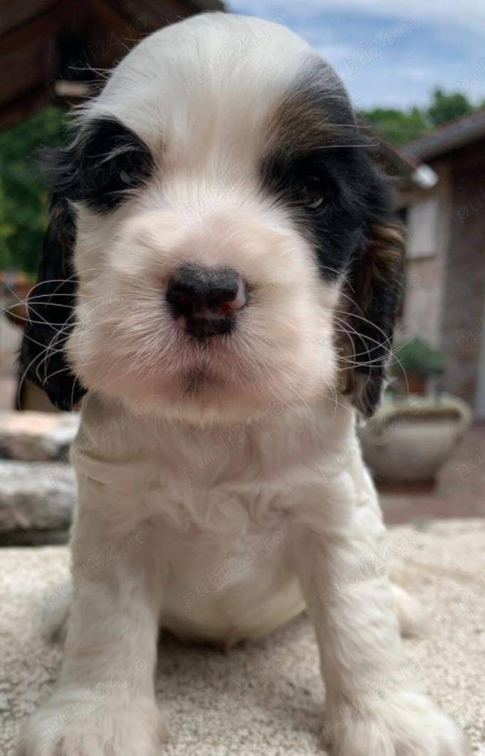 Pui de cocker coker spaniol spaniel tricolor, orange roan liver roan and tan