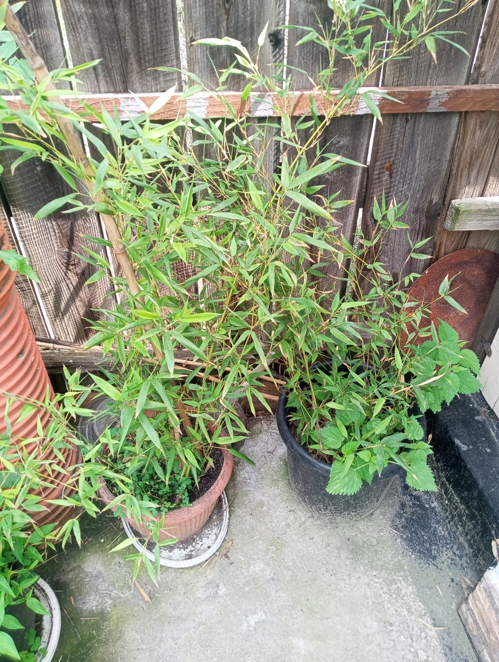 bambusi la ghiveci la 1.5m