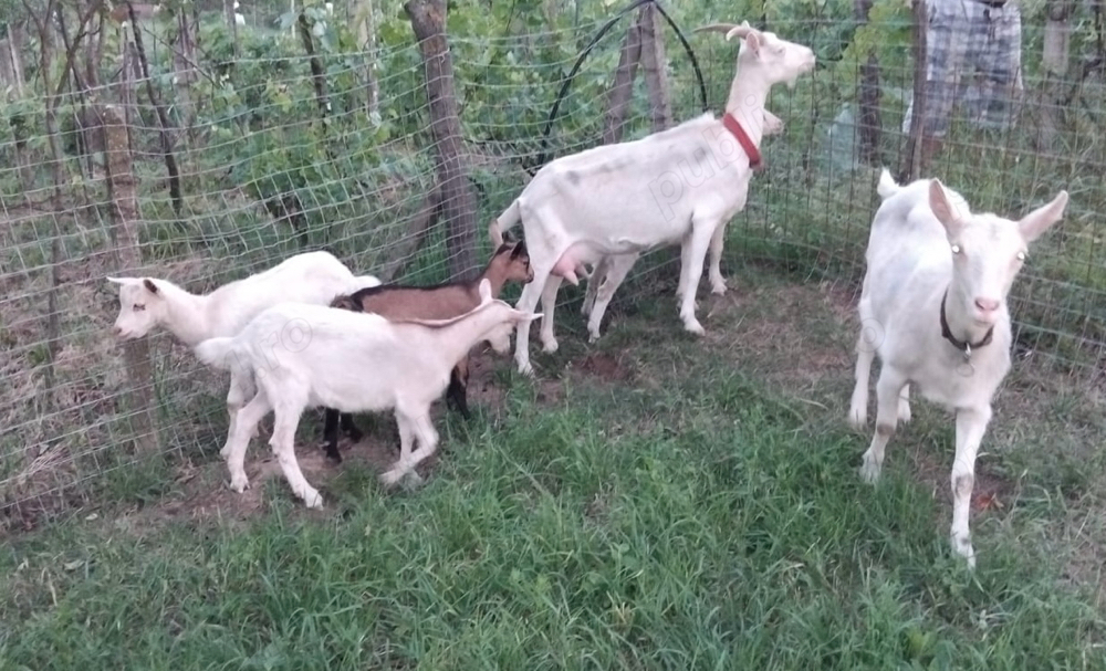 Capra Saanen | Iedute