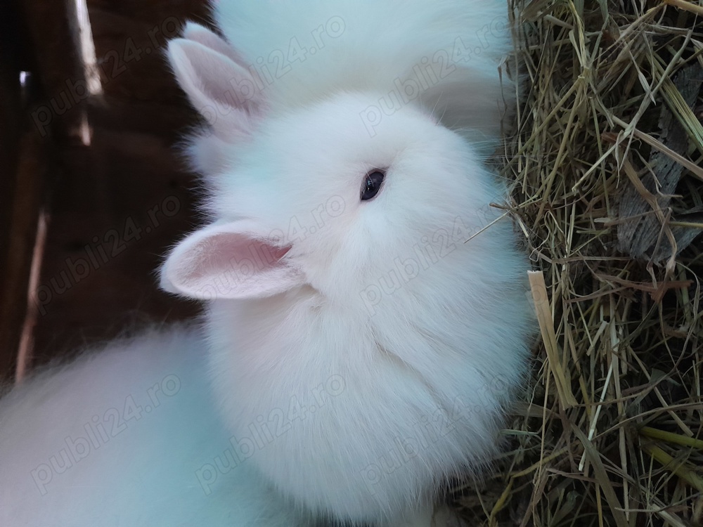 Iepurași pitici de companie vand Iepurași pitici de companie vand