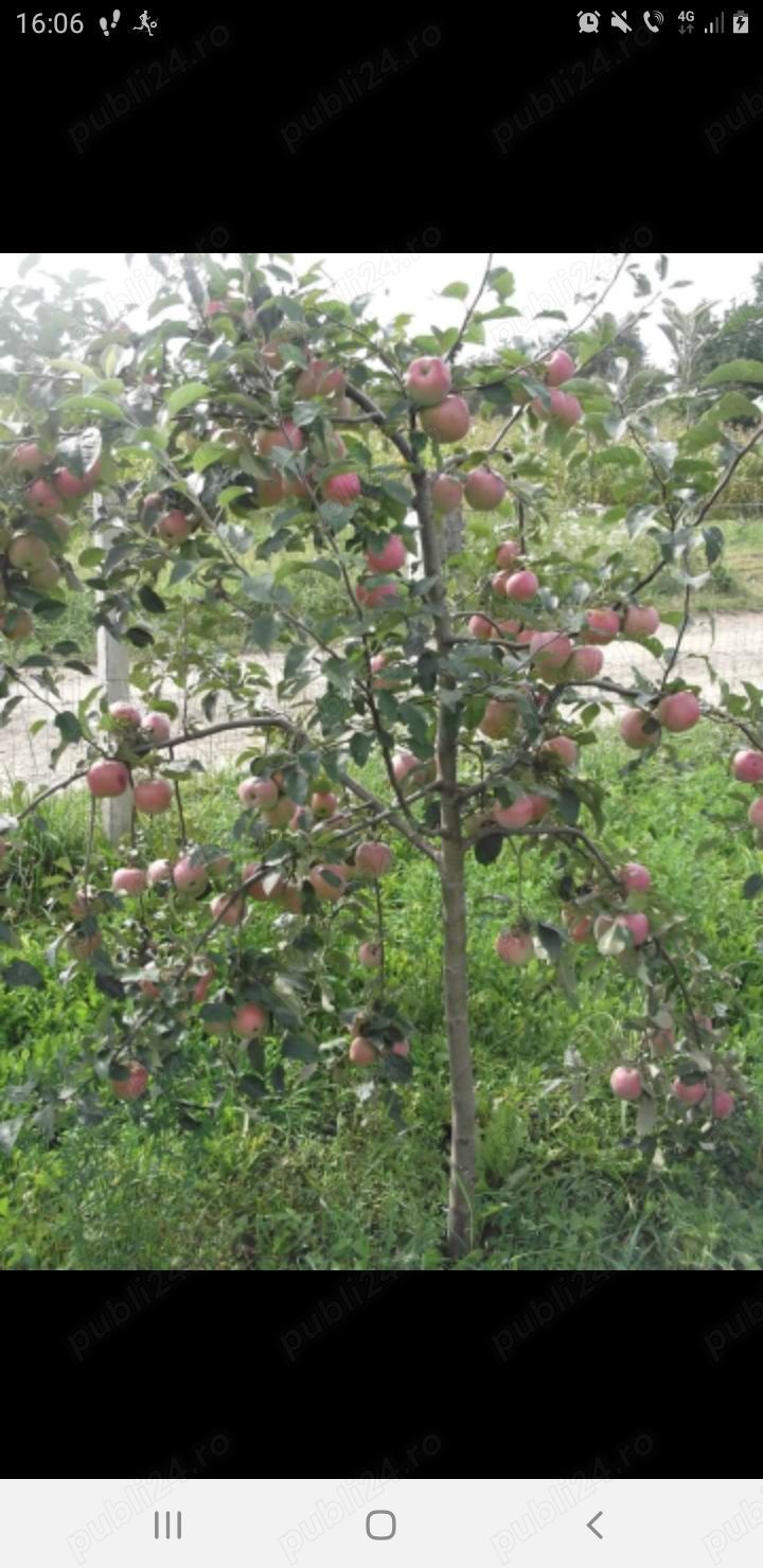 Tuica fructe cu tescovina 40  